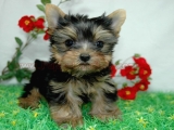 teacup yorkie